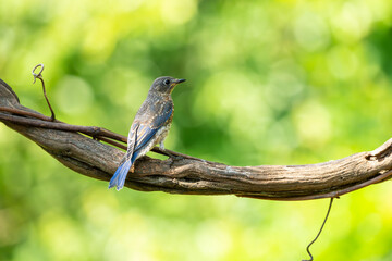 Juvenile Eastern bluebird 