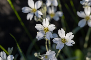 Fototapeta na wymiar Background of blooming Cerastium tomentosum