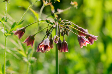 Spring blossoms on a Nectaroscordum siculum