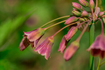 Spring blossoms on a Nectaroscordum siculum