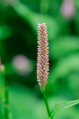 Tall flowers of the Common Bistort (Persicaria bistorta)