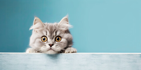 Surprised Cute Persian Kitten Above Blue Wooden Banner on Blue Background. AI generative.