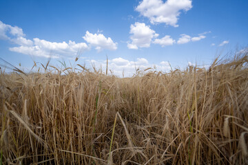 Obraz premium Blue sky, clouds and yellow wheat field