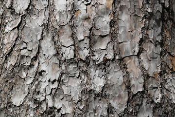 Full frame background of textured gnarled tree trunk with copyspace