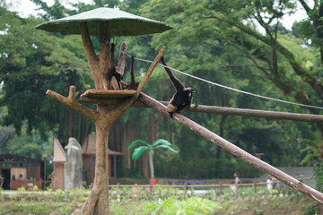The siamang (Symphalangus syndactylus) is an arboreal black-furred gibbon native to the forests of Indonesia, Malaysia and Thailand. a gibbon hanging from a zoo rope