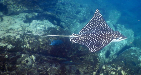 Costa Rica Sea life