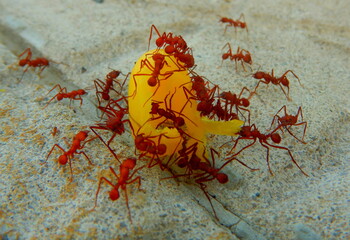 Costa Rica Sea life