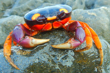 Costa Rica Sea life