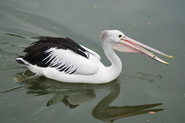 American white pelican reflected in calm water