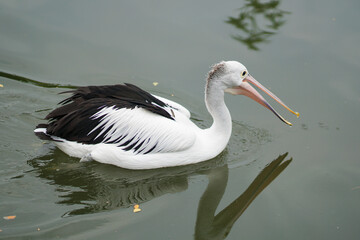 American white pelican reflected in calm water