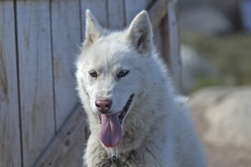 Obraz premium Greenland sled dog with white fur posing outside