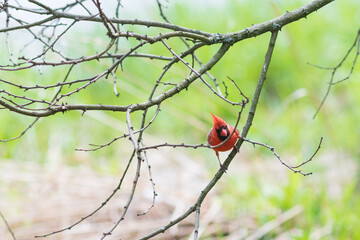 Cardinal on a branch