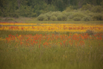 Field of Indian paintbrush and chickweed near a forest.