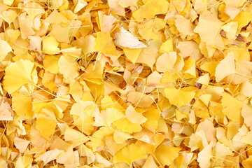 銀杏黄色い紅葉web素材秋背景テクスチャ