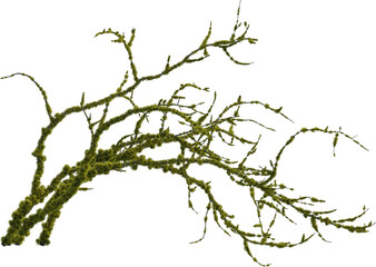Side view of dead tree