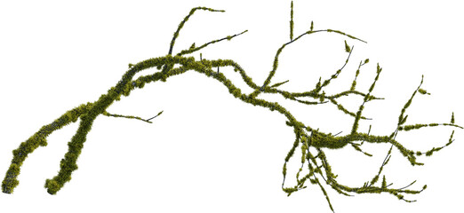 Side view of dead tree