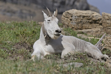 Fototapeta na wymiar Mountain goat resting on a trail in the Glacier National Park, Montana, USA
