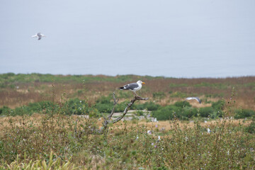 Western Seagull resting on branch on Anacapa Island, Channel Islands National Park, California