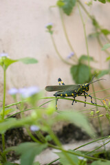 green and yellow grasshopper on top of leaves in backyard