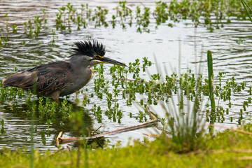 great Striated heron in a pond