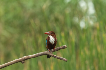 kingfisher on branch