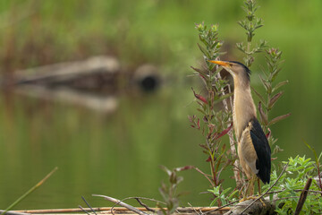 little bittern in the swamp