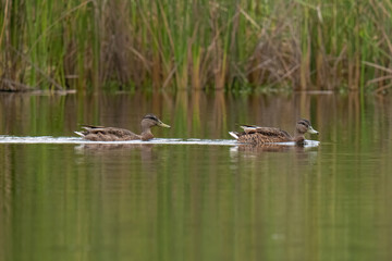 ducks on the lake