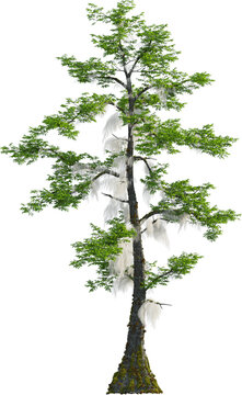 Side view of Taxodium Distichum tree