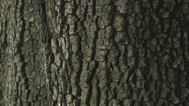 tree texture