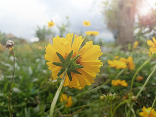 Blurry soft background of yellow cosmos flowers. Low back angle of yellow garden cosmos flower. Spring or summer flower background. Natural nature backgrounds.