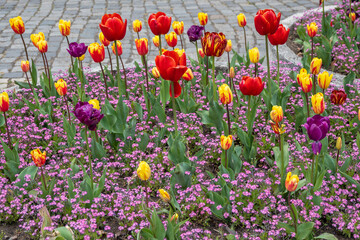 Obraz premium Spring flowers at South Park in city of Sofia, Bulgaria