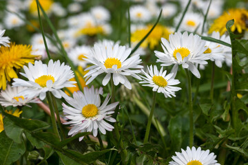 Fototapeta premium Spring flowers at South Park in city of Sofia, Bulgaria