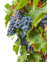 Beautiful Lush Wine Grapes and Leaves in the Vineyard Border Isolated - Transparent PNG