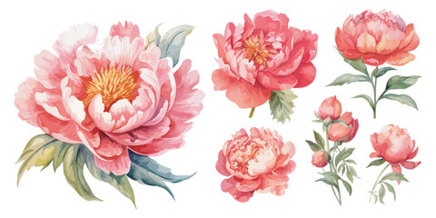 watercolor pink peony clipart for graphic - obrazy, fototapety, plakaty