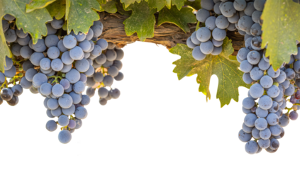 Beautiful Lush Wine Grapes and Leaves in the Vineyard Border Isolated - Transparent PNG