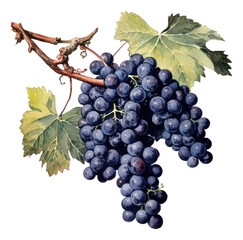 Fototapeta premium Black ink and saturated watercolor antique sketch of a grape bunch illustration. isolated Generative AI.
