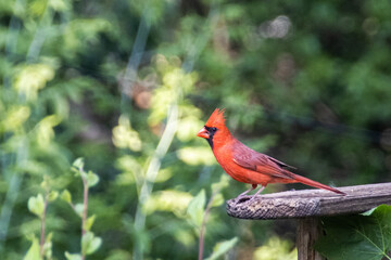red cardinal bird