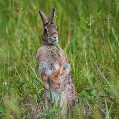 Fototapeta premium Bunny