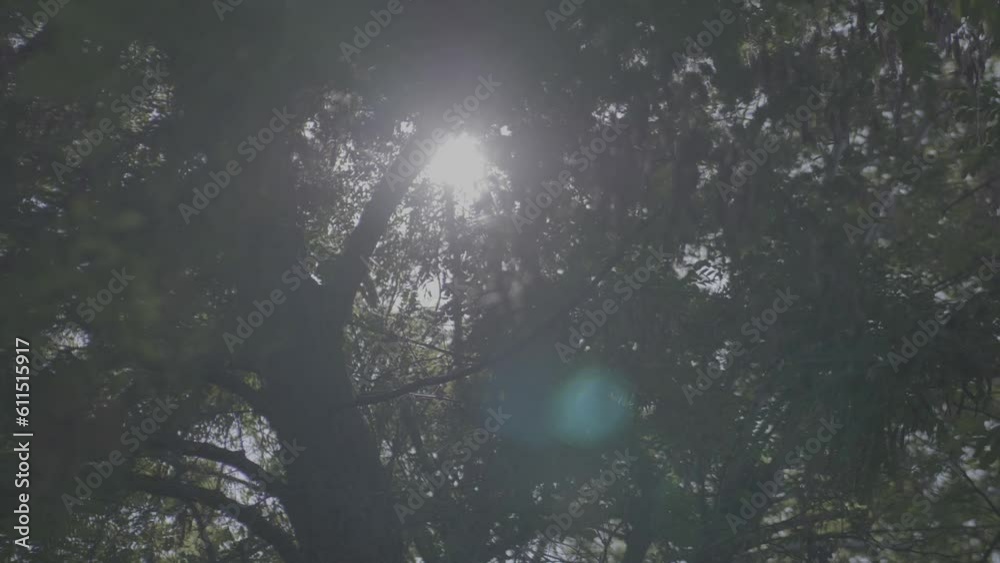 Wall mural sun rays through trees