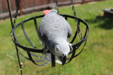 Congo African gray parrot on a metal hanging basket