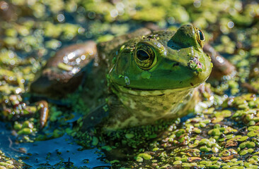 Bull Frog