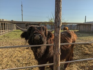 bull in the farm