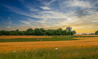 Kansas wheat field