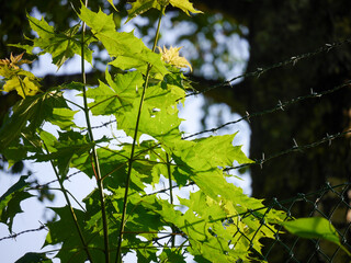 green leaves and sun