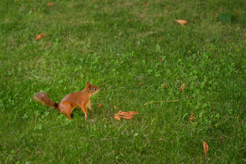 The squirrel is standing on its hind legs on the grass of the lawn in the park
