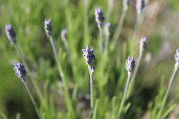 lavender flowers in the field