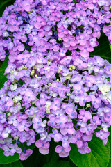 鬱陶しい梅雨の時期に鮮やかな色味で楽しめる紫陽花。様々な品種が楽しい。マクロでクローズアップで撮影