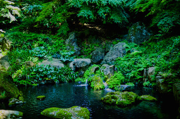 waterfall in the forest