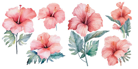 watercolor hibiscus clipart for graphic resources © Dgillustration12u