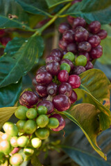 granos de café maduros en la planta